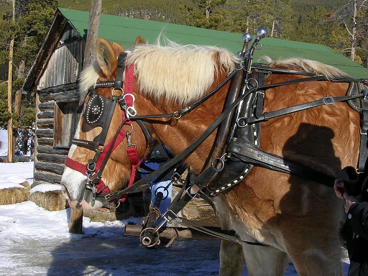 Some Big Horses.JPG